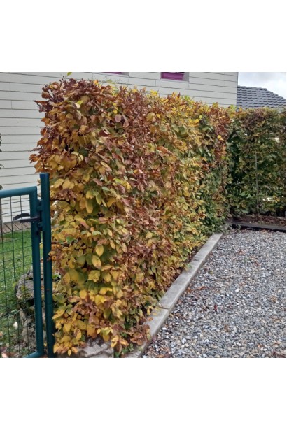 Граб звичайний живопліт восени